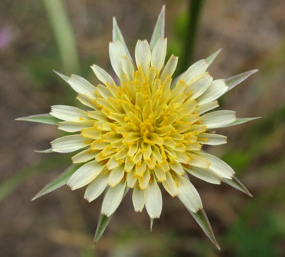 Detailed Picture 1 of Uropappus lindleyi