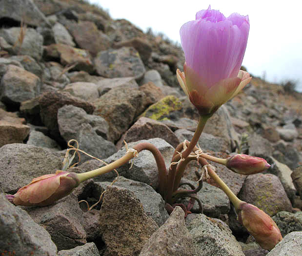 Detailed Picture 3 of Lewisia rediviva var. rediviva