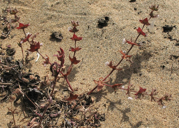Detailed Picture 6 of Mucronea californica