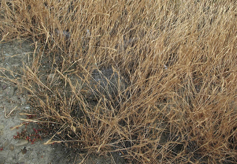 Detailed Picture 6 of Brachypodium distachyon