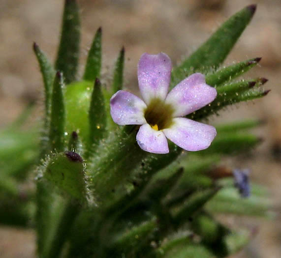 Detailed Picture 1 of Microsteris gracilis