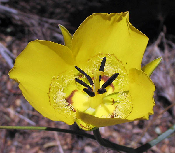 Detailed Picture 2 of Calochortus clavatus var. pallidus