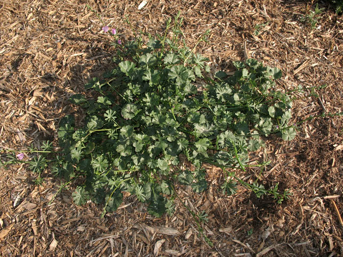 Detailed Picture 6 of Sidalcea sparsifolia
