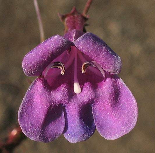 Detailed Picture 1 of Penstemon heterophyllus var. australis