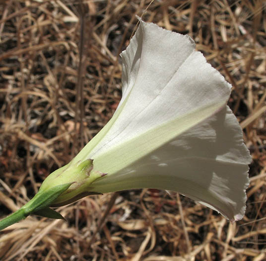 Detailed Picture 2 of Calystegia purpurata ssp. purpurata