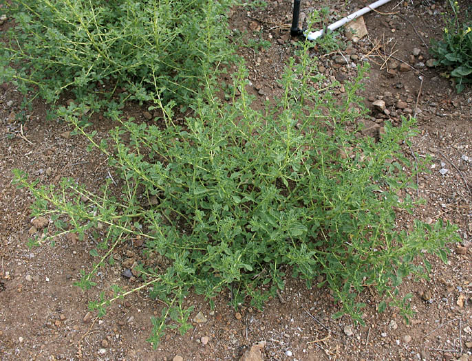 Detailed Picture 6 of Amaranthus albus