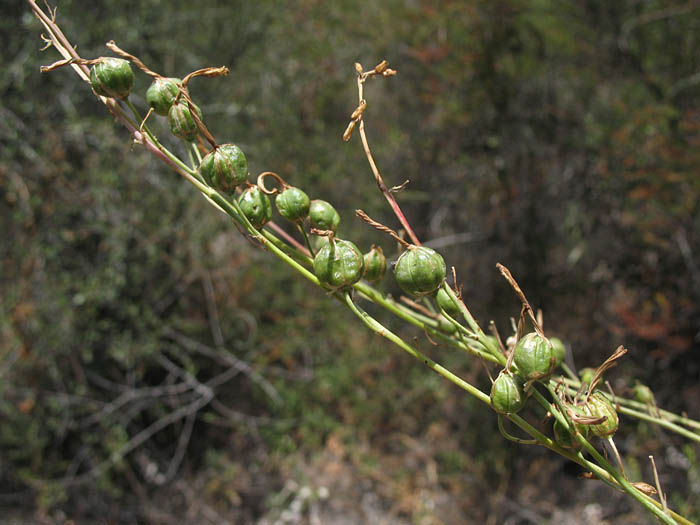 Detailed Picture 6 of Chlorogalum pomeridianum var. pomeridianum