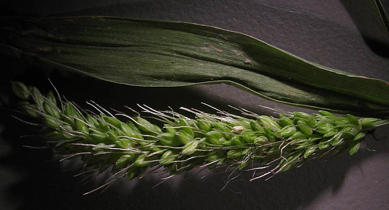 Detailed Picture 1 of Setaria adhaerens