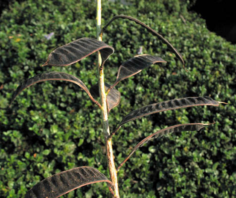 Detailed Picture 5 of Senna didymobotrya