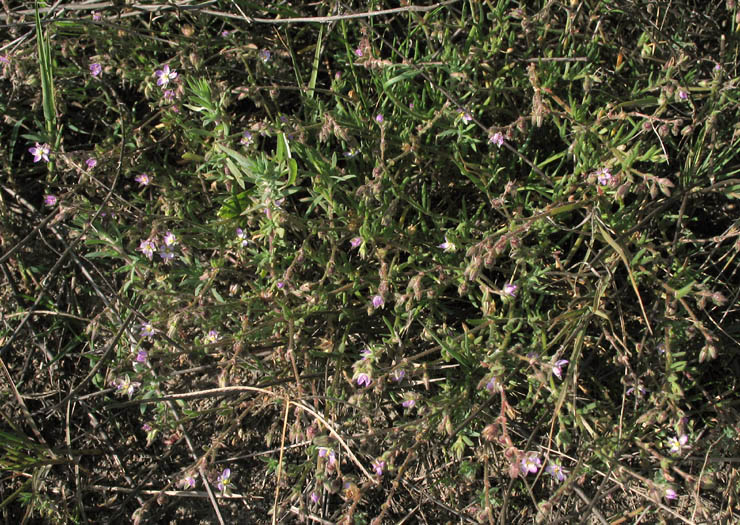 Detailed Picture 7 of Spergularia marina