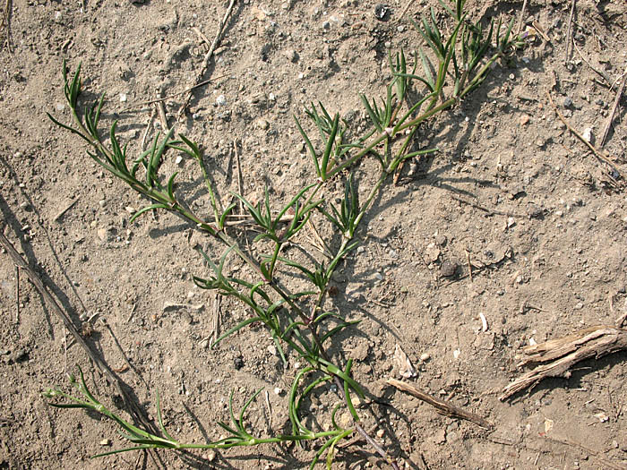 Detailed Picture 6 of Spergularia marina