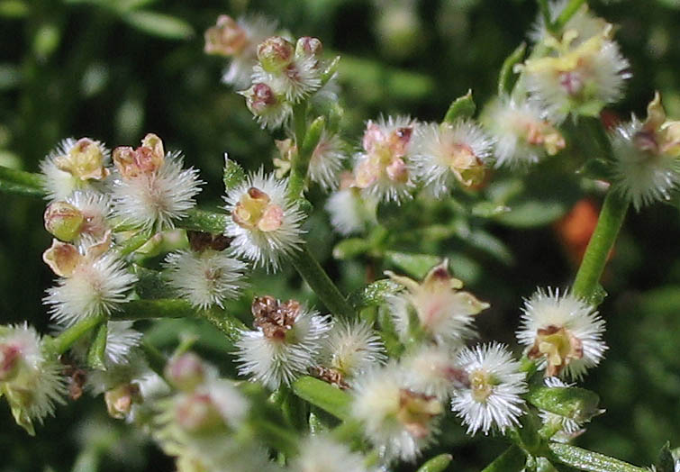 Detailed Picture 4 of Galium angustifolium ssp. angustifolium