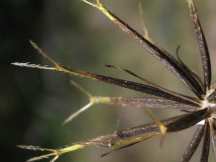 Detailed Picture 8 of Bidens pilosa