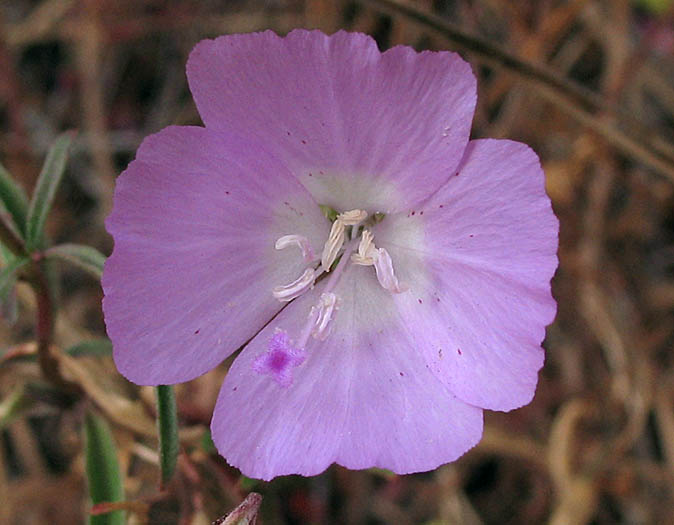 Detailed Picture 1 of Clarkia bottae