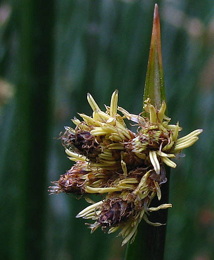 Detailed Picture 3 of Schoenoplectus americanus
