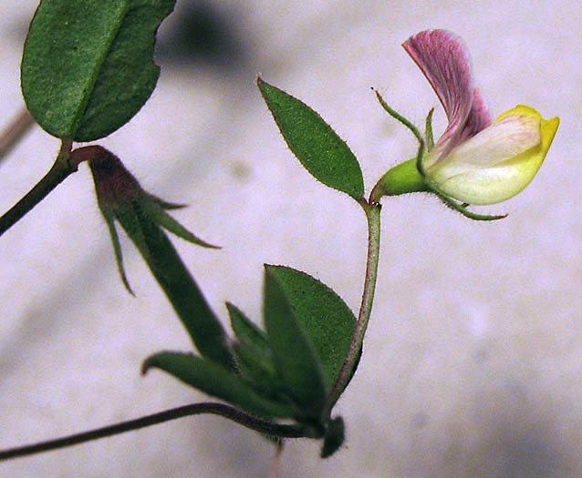 Detailed Picture 2 of Acmispon americanus var. americanus
