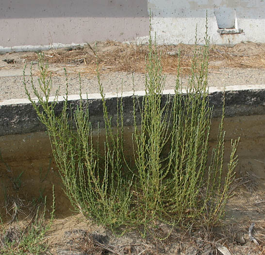 Detailed Picture 6 of Bassia hyssopifolia