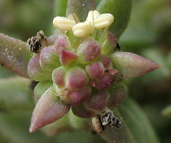 Detailed Picture 2 of Suaeda esteroa