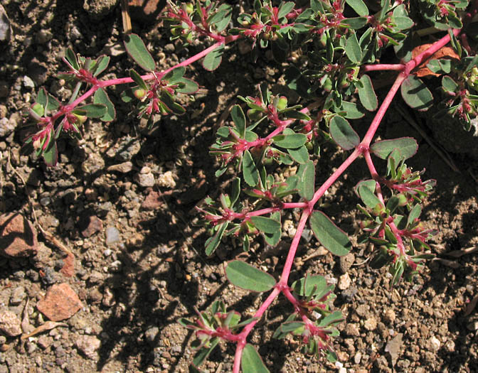 Detailed Picture 6 of Euphorbia serpillifolia var. serpillifolia