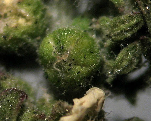 Detailed Picture 2 of Dysphania multifida