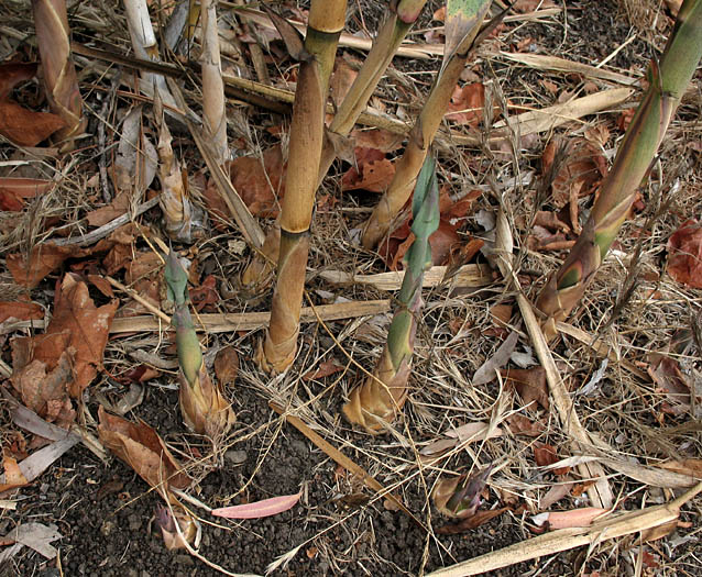 Detailed Picture 5 of Arundo donax