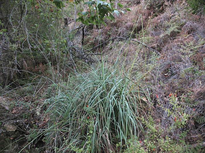 Detailed Picture 5 of Carex spissa