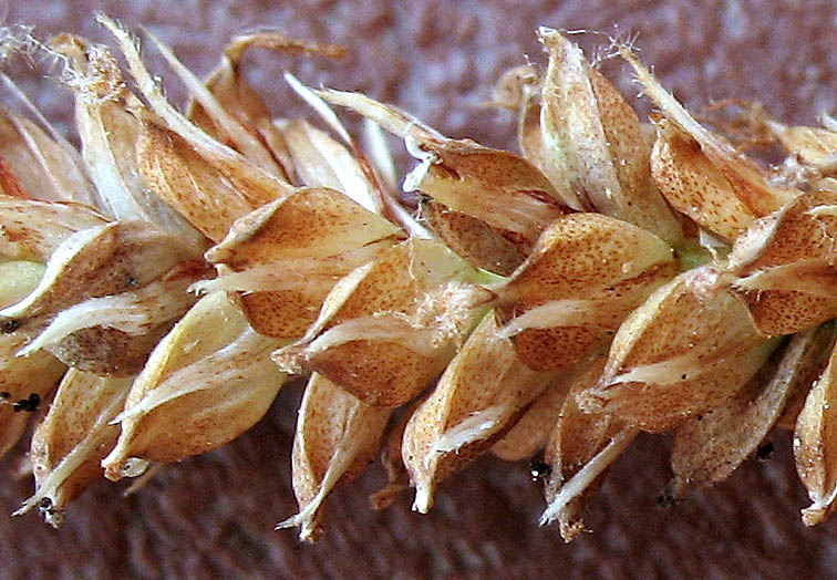Detailed Picture 6 of Carex spissa