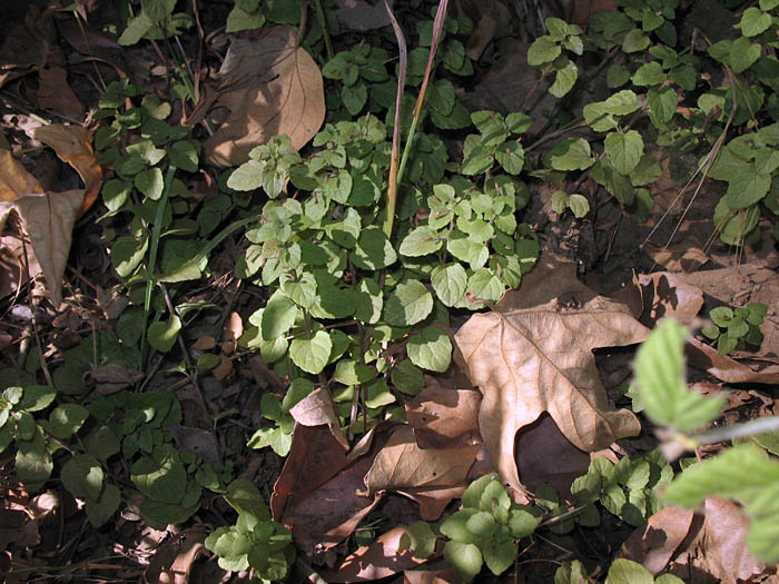 Detailed Picture 4 of Clinopodium douglasii