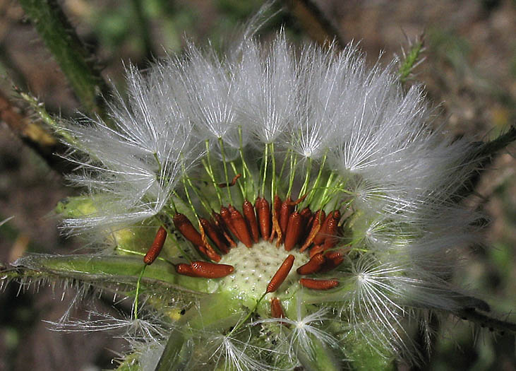 Detailed Picture 5 of Helminthotheca echioides