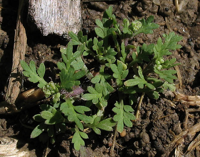 Detailed Picture 6 of Lepidium didymum