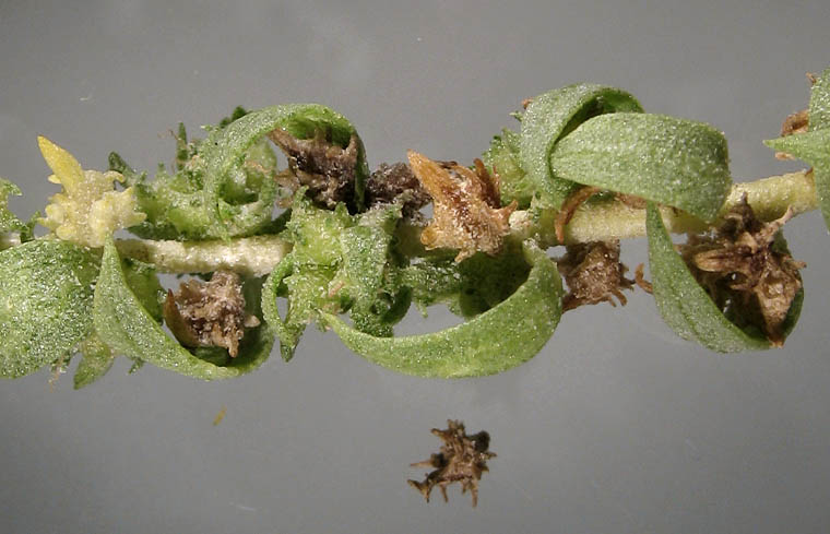Detailed Picture 4 of Atriplex serenana