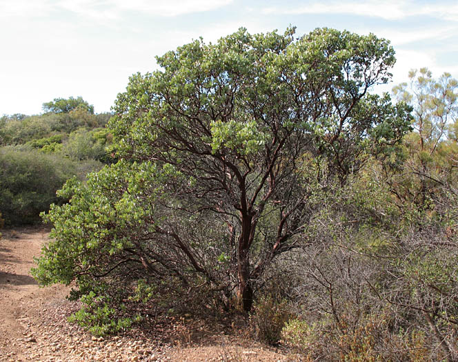 Detailed Picture 7 of Arctostaphylos glauca
