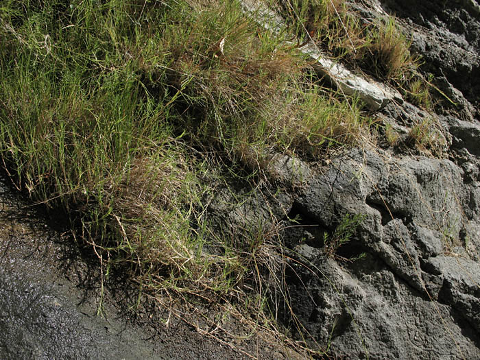 Detailed Picture 6 of Muhlenbergia asperifolia