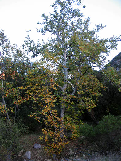 Detailed Picture 5 of Platanus racemosa