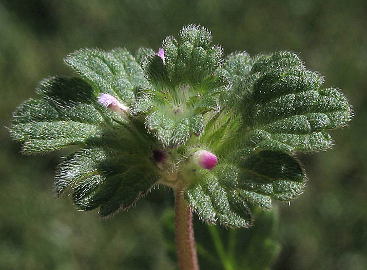 Detailed Picture 3 of Lamium amplexicaule