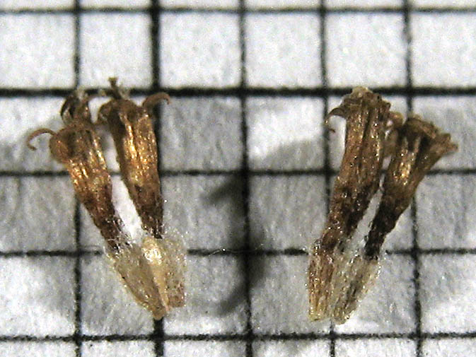 Detailed Picture 7 of Artemisia tridentata ssp. parishii