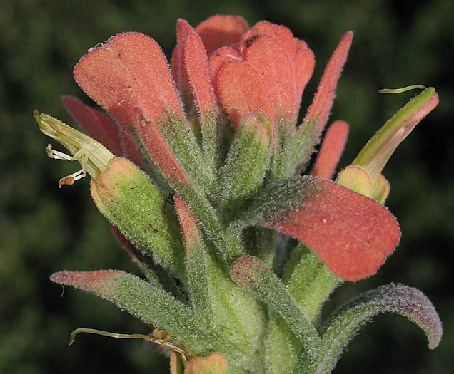 Detailed Picture 1 of Castilleja foliolosa