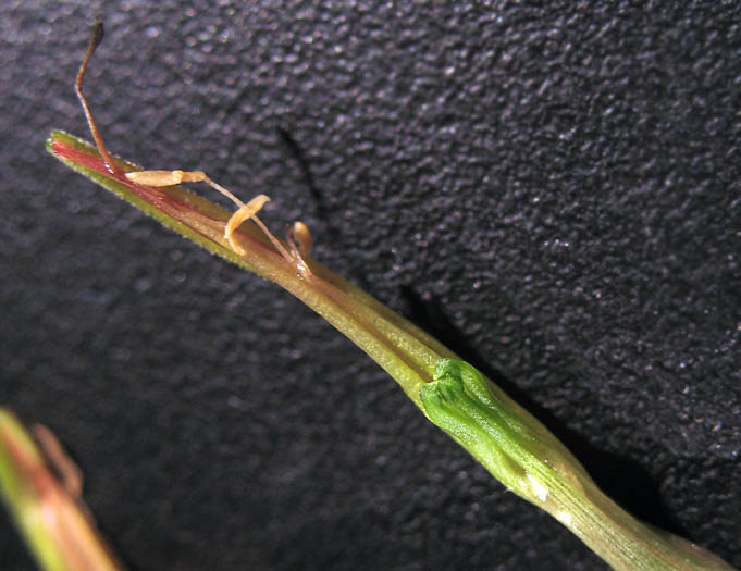 Detailed Picture 6 of Castilleja foliolosa