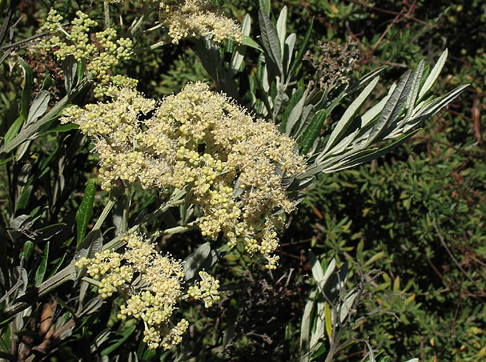 Detailed Picture 3 of Buddleja saligna