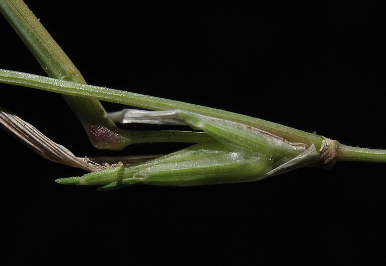 Detailed Picture 3 of Muhlenbergia microsperma