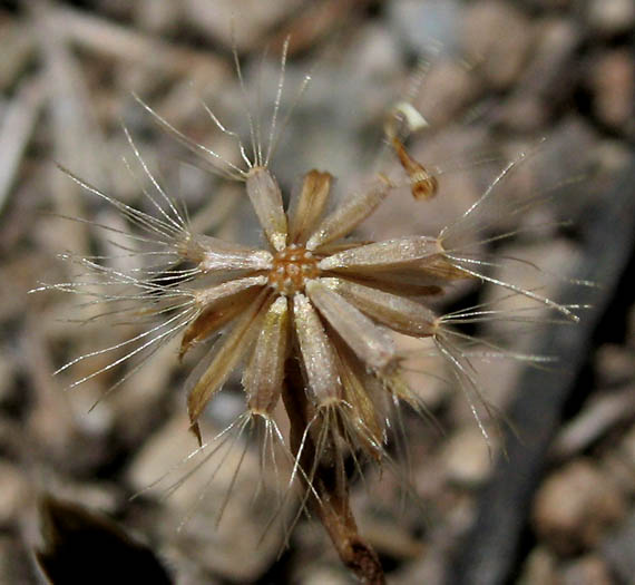 Detailed Picture 9 of Pentachaeta lyonii