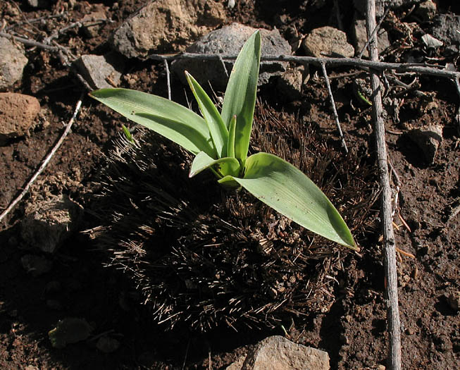 Detailed Picture 7 of Chlorogalum pomeridianum var. pomeridianum