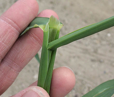 Detailed Picture 8 of Avena fatua