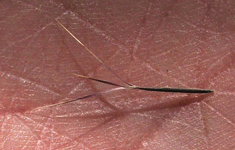 Detailed Picture 6 of Aristida adscensionis