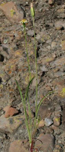 Detailed Picture 4 of Stebbinsoseris heterocarpa