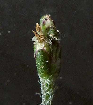 Detailed Picture 2 of Plantago elongata