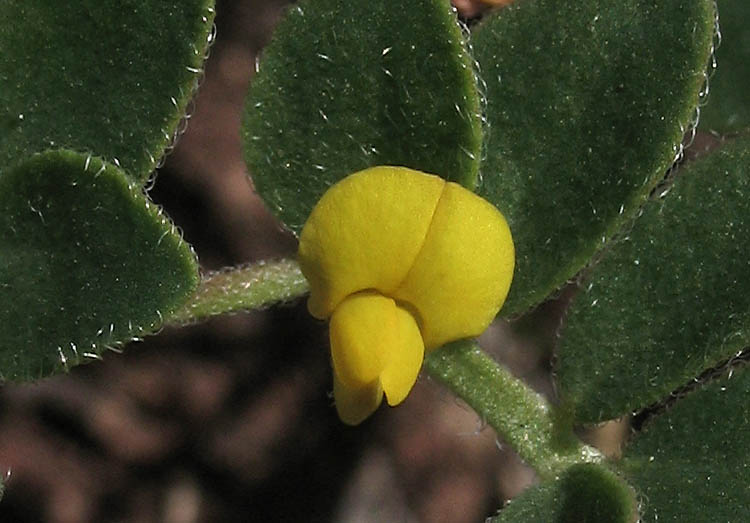 Detailed Picture 1 of Acmispon wrangelianus