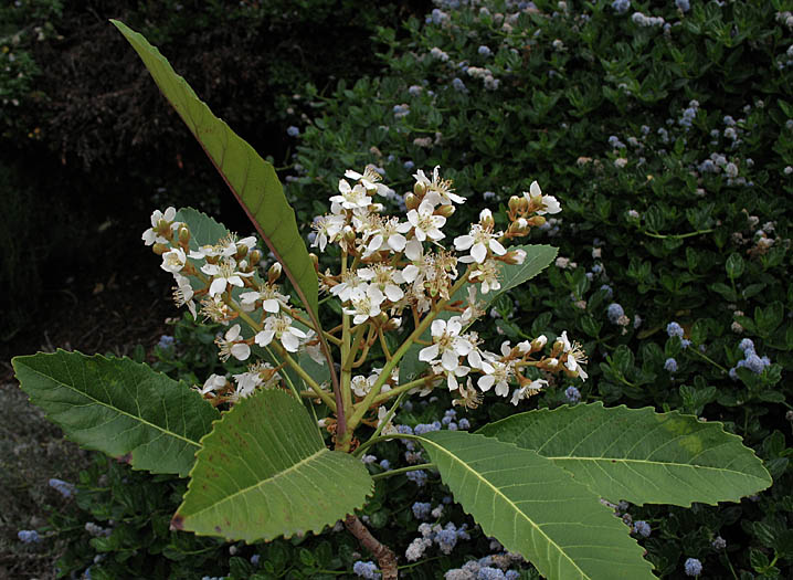 Detailed Picture 3 of Eriobotrya japonica