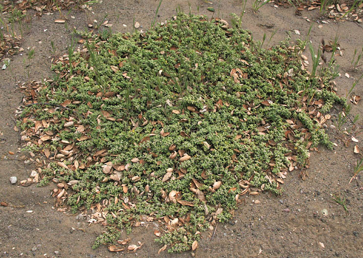 Detailed Picture 6 of Galenia pubescens