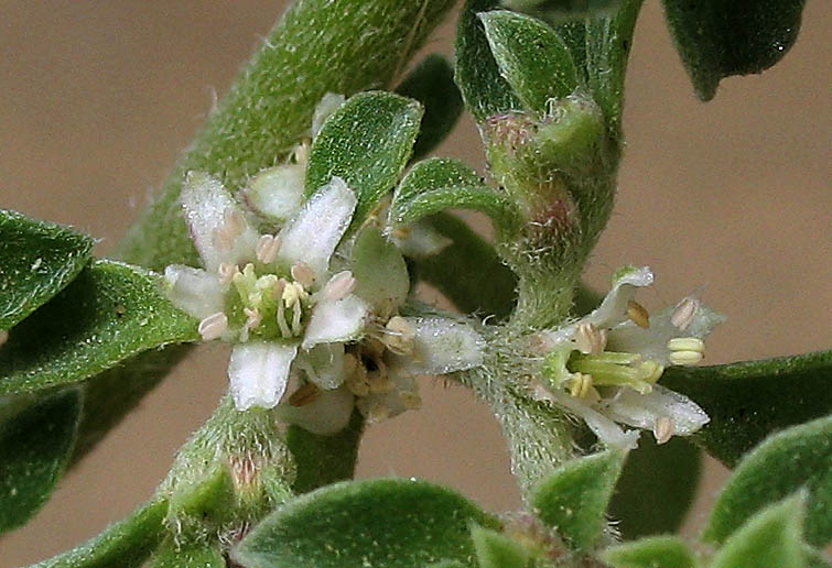 Detailed Picture 3 of Galenia pubescens